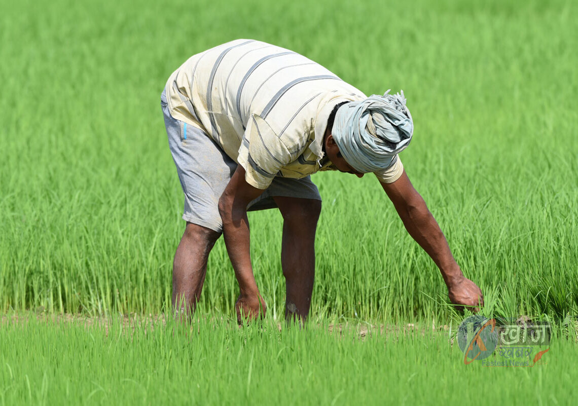 धानजोन परियोजनाद्वारा बाँकेमा दुई हजार हेक्टरमा खेती