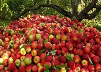 कर्णालीका स्याउले नेपालगन्जमा भारतीय स्याउ विस्थापित