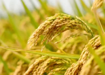 बाँकेमा एक लाख ५० हजार मेट्रिकटन धान उत्पादन हुने