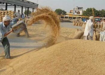 बाँकेका किसान सस्तोमा धान बिक्री गर्न बाध्य