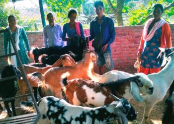 बाँकेमा बाख्रापालनतर्फ किसान आकर्षित