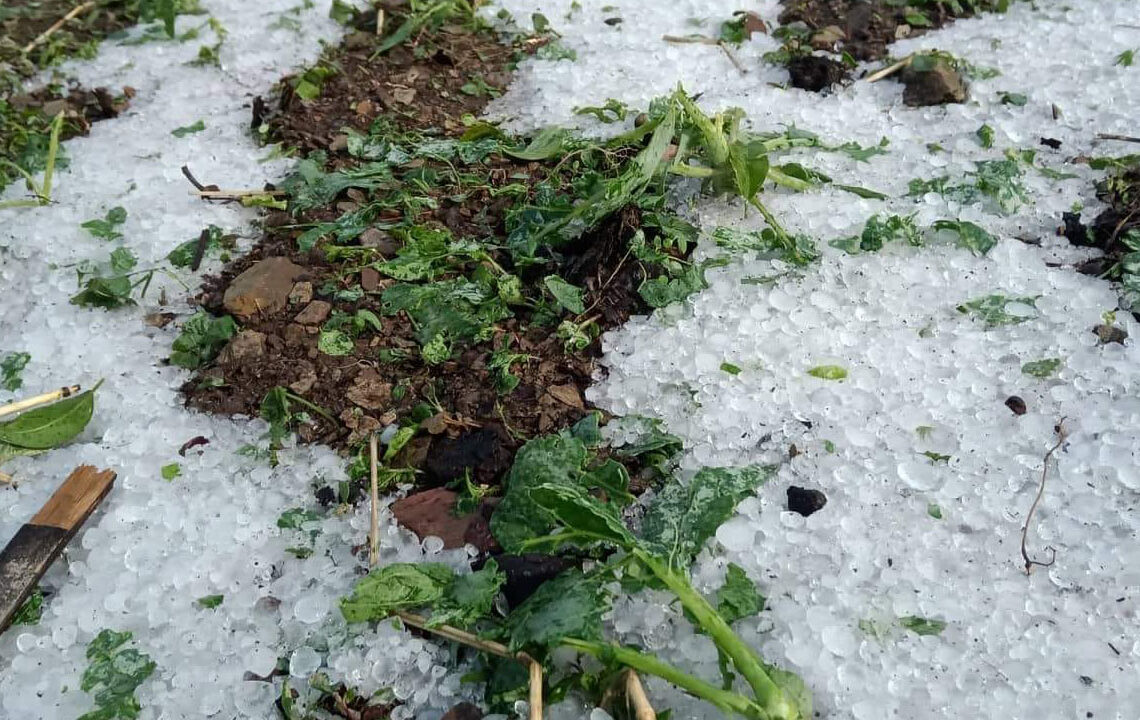 असिना पानीले किसानको खेतीमा क्षति