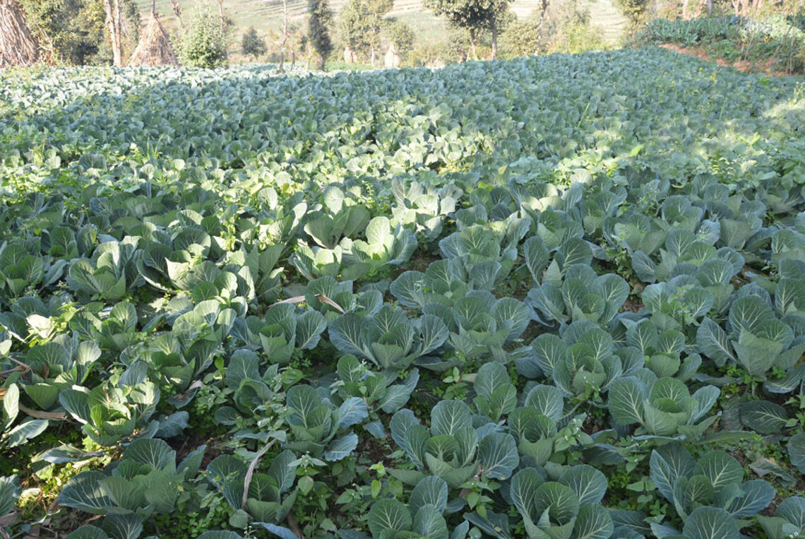 भारतबाट आउने तरकारीका कारण बाँकेका किसान मर्कामा