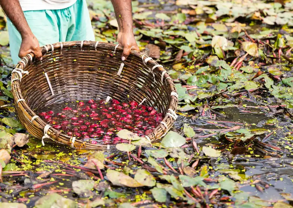 पोखरीमा फल्ने सिँगाडा खेती बाँकेमा लोप हुँदै
