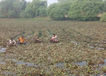 ताल भाडामा लिएर दोहोरो आम्दानी