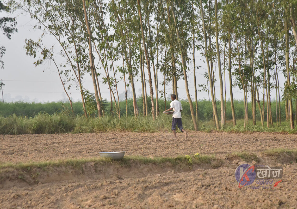 गहुँ छर्ने बेलामा डिएपीको अभाव