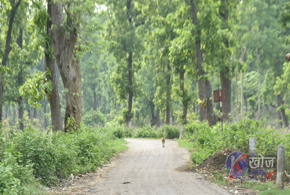 जीविकोपार्जनको माध्यम बन्दै सामुदायिक वन