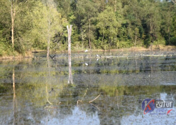 लोप हुँदै आगुन्तक पन्छीहरु