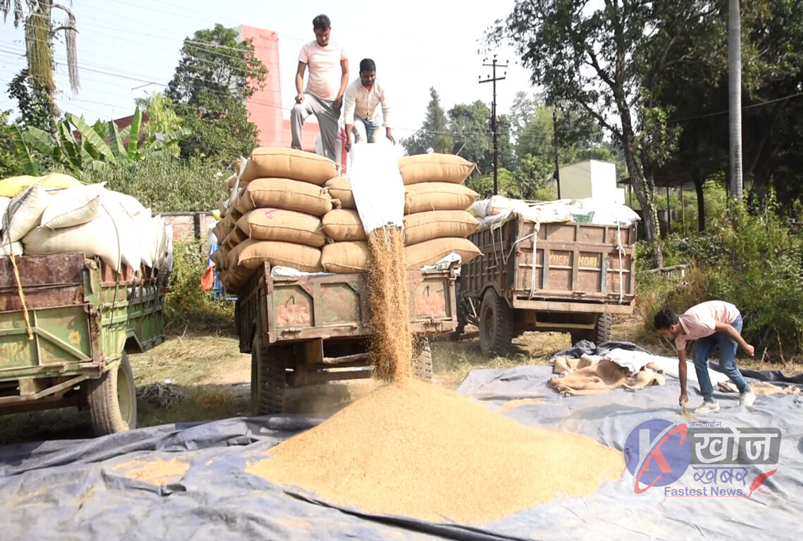 बढ्यो मध्यम धानको कोटा, आएन मोटा धान