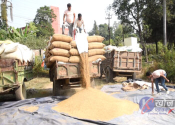 बढ्यो मध्यम धानको कोटा, आएन मोटा धान
