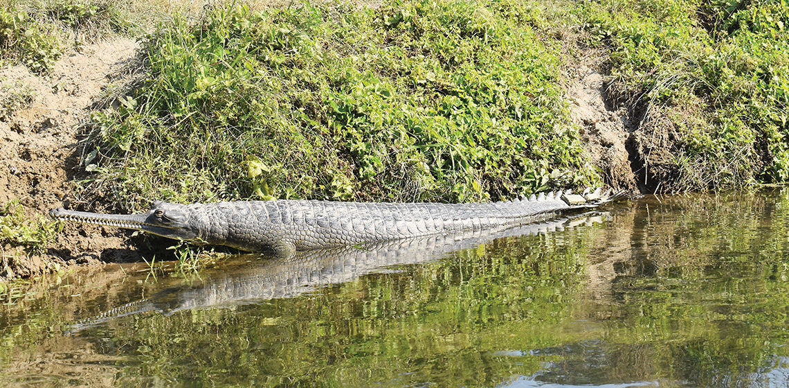 राप्ती नदीमा भेटियो घडियाल गोही
