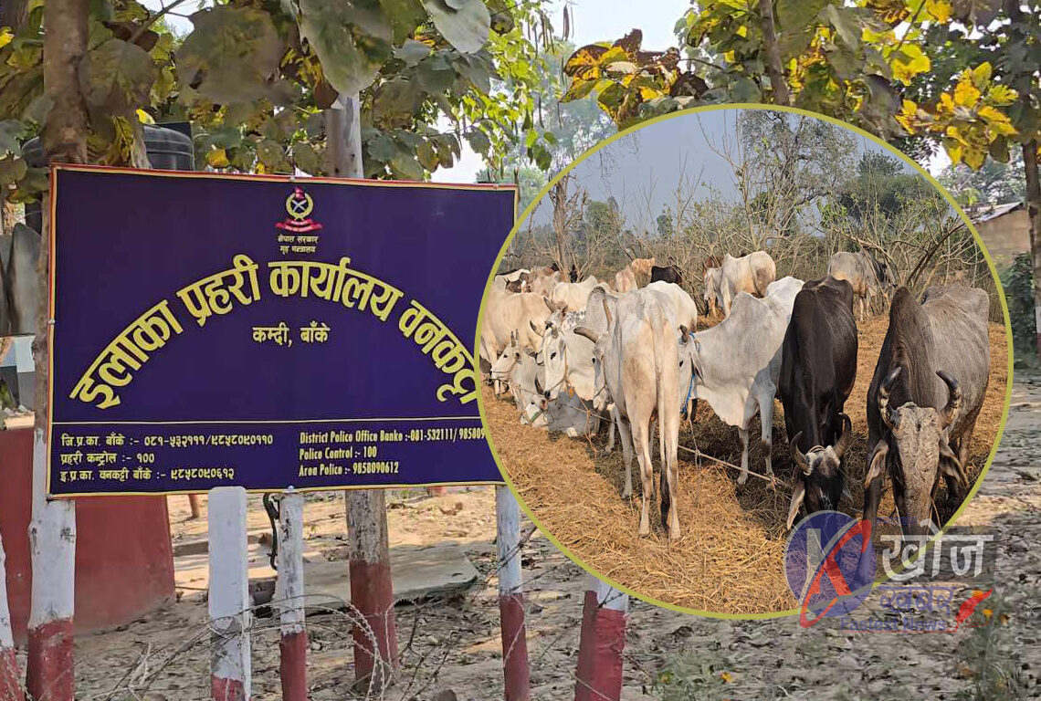 प्रहरीको अगाडी तस्करीका गोरु : देखेर पनि नदेखे झै गर्छ प्रहरी