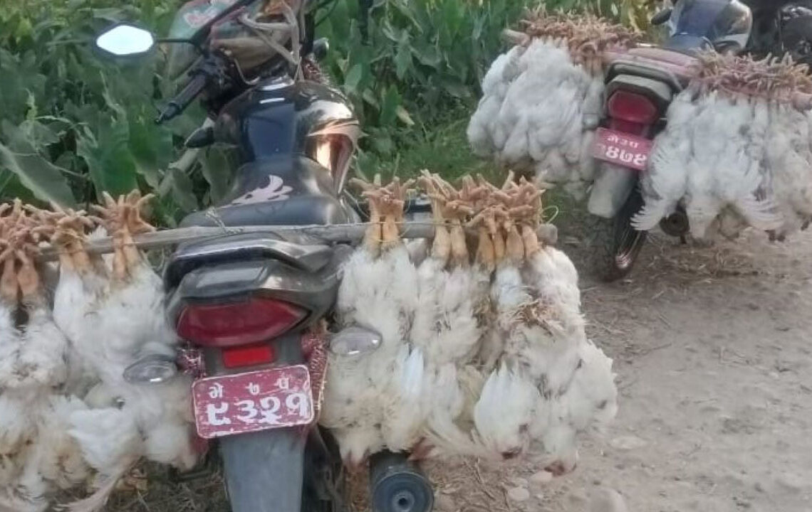 भारी परिमाणको कुखुरा बाँके प्रहरीद्वारा बरामद