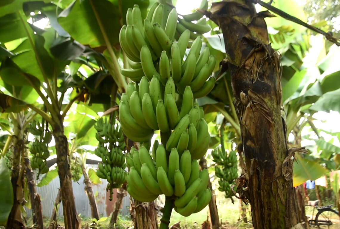 गौचरन जग्गामा केराखेतीले हराभरा