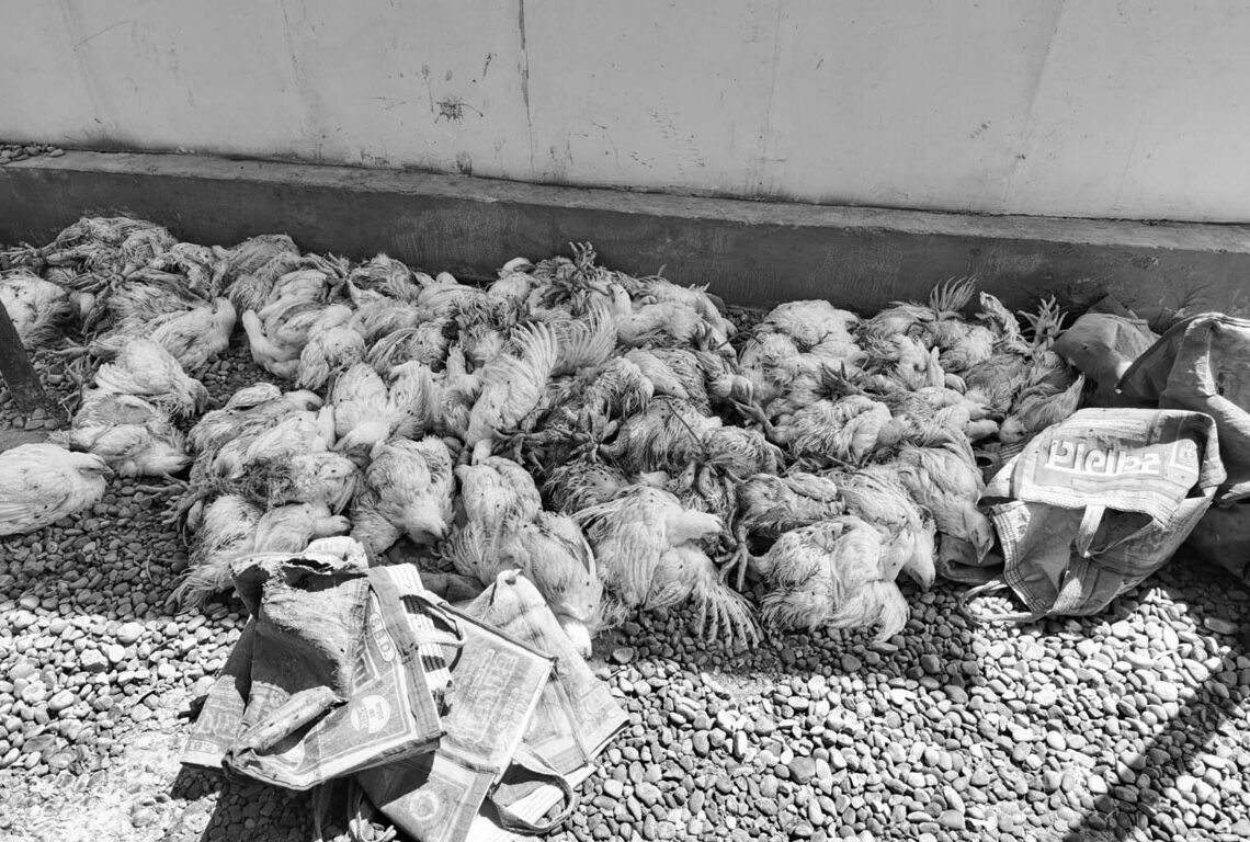 दुईवटा मोटरसाइकलसहित डेढ क्वीन्टल कुखुरा बरामद