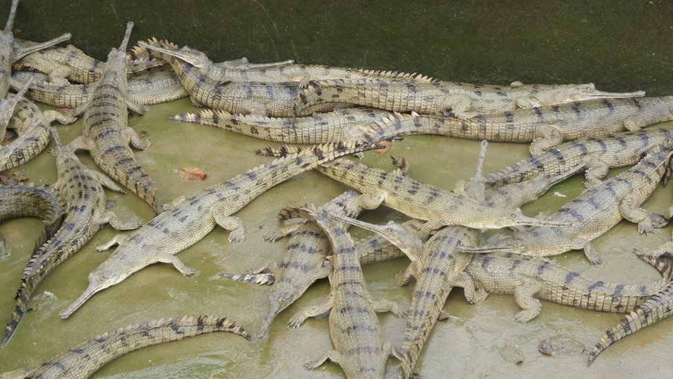 बर्दियामा चार दशकमा १७५ घडियाल गोहीका बच्चा