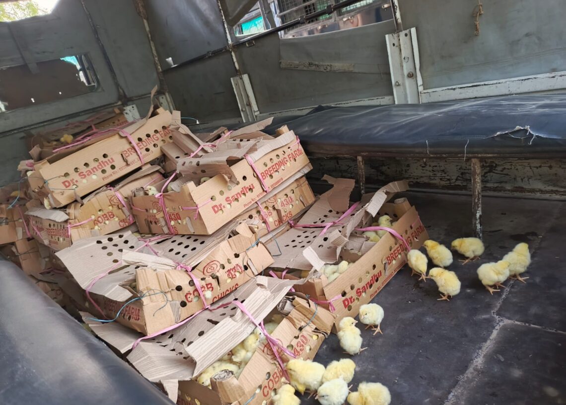 भज्जुपुरवाबाट दुई हजार अवैध चल्ला बरामद