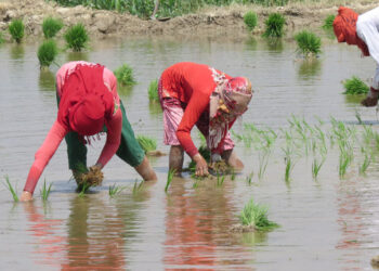 चैते धान रोप्न व्यस्त दाङका किसान