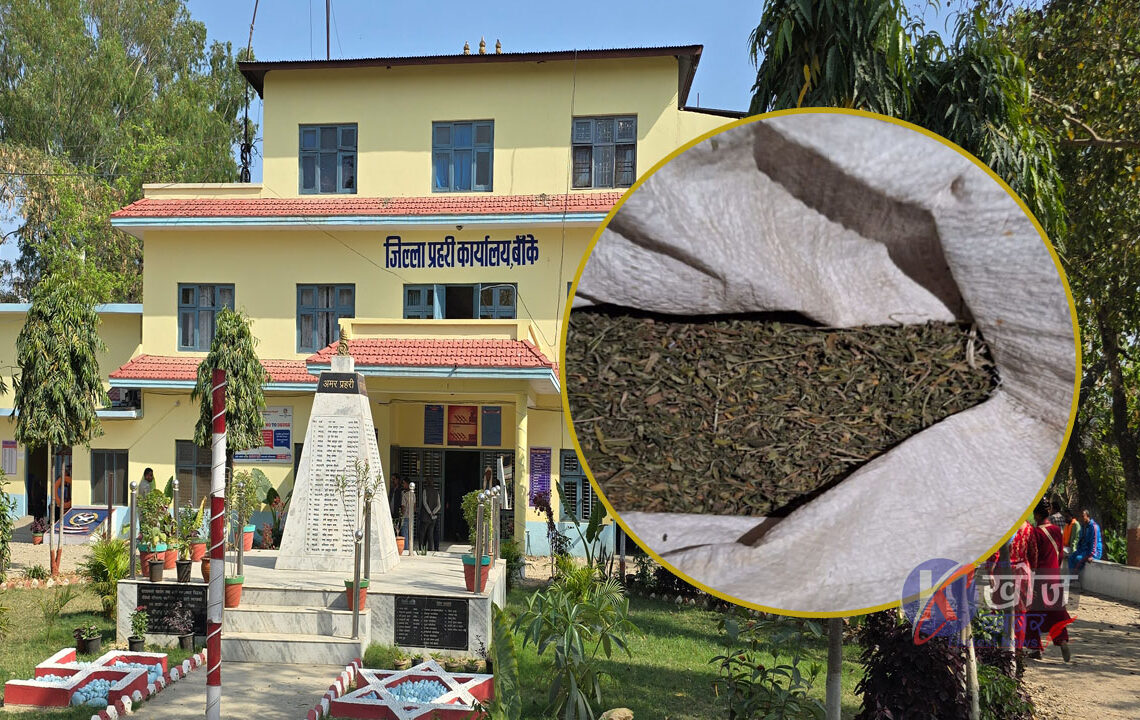 बाँकेमा १ क्विन्टल बढी गाँजासहित तीन जना पक्राउ