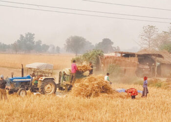 बाँकेमा यसवर्ष गहुँ उत्पादनमा बृद्धि