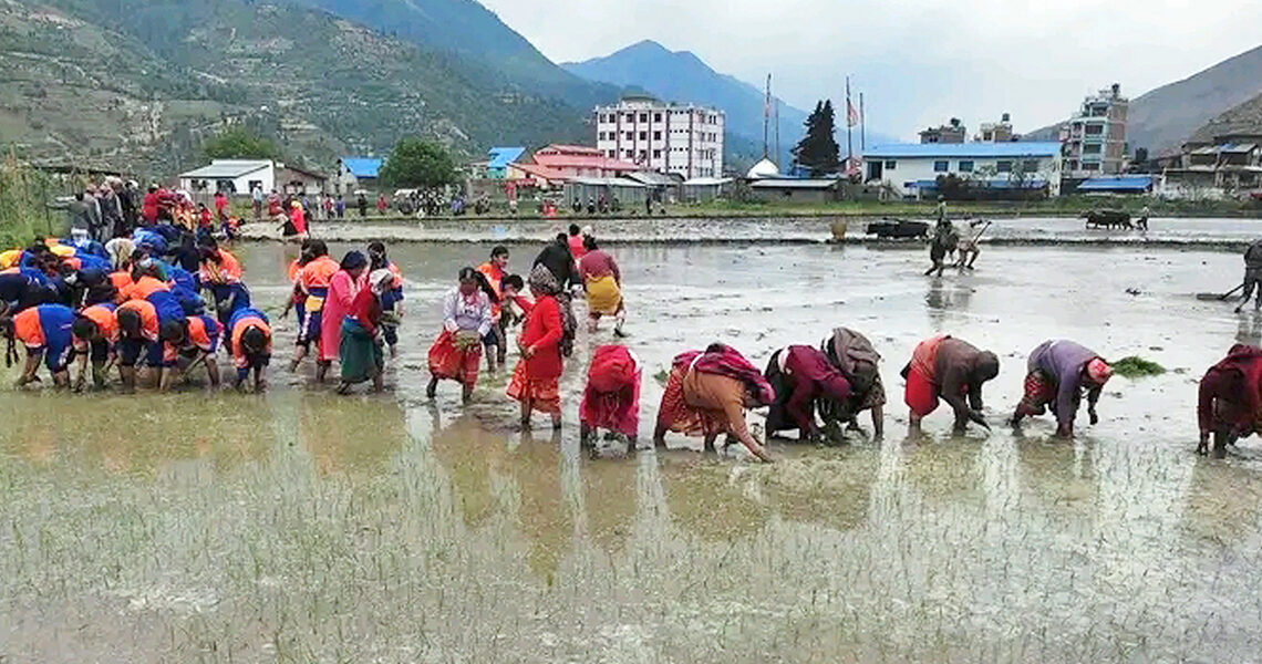 जुम्लाका किसानलाई मार्सीधान रोप्न भ्याइनभ्याइ