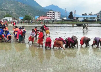 जुम्लाका किसानलाई मार्सीधान रोप्न भ्याइनभ्याइ