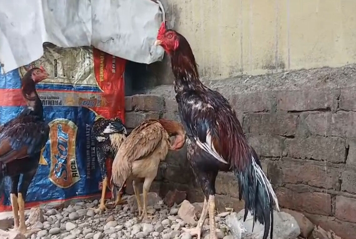 फाइटर भालेबाट नाम र दाम