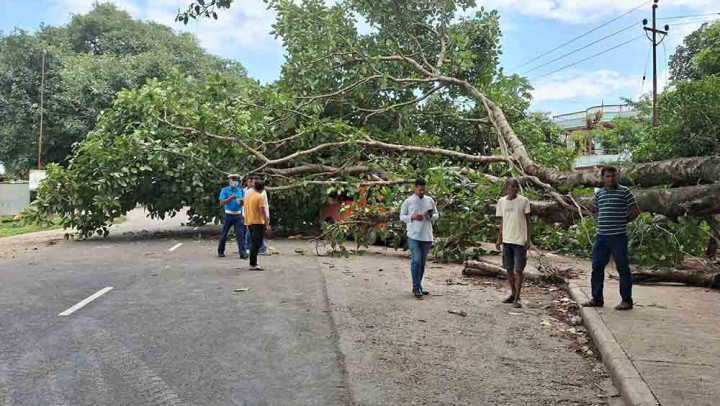 ढलेको रुखले सवारी साधनमा क्षति