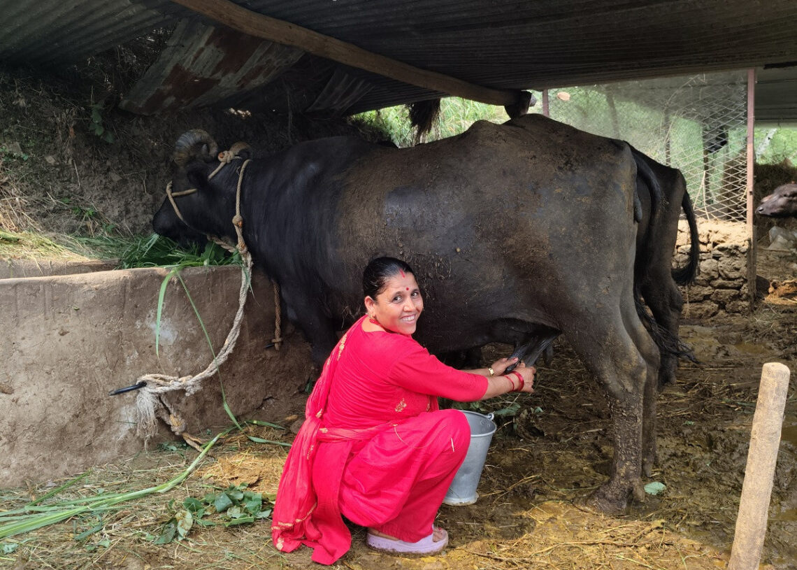 ‘दूधमा प्रोत्साहन अनुदान’ कार्यक्रमबाट किसान लाभान्वित