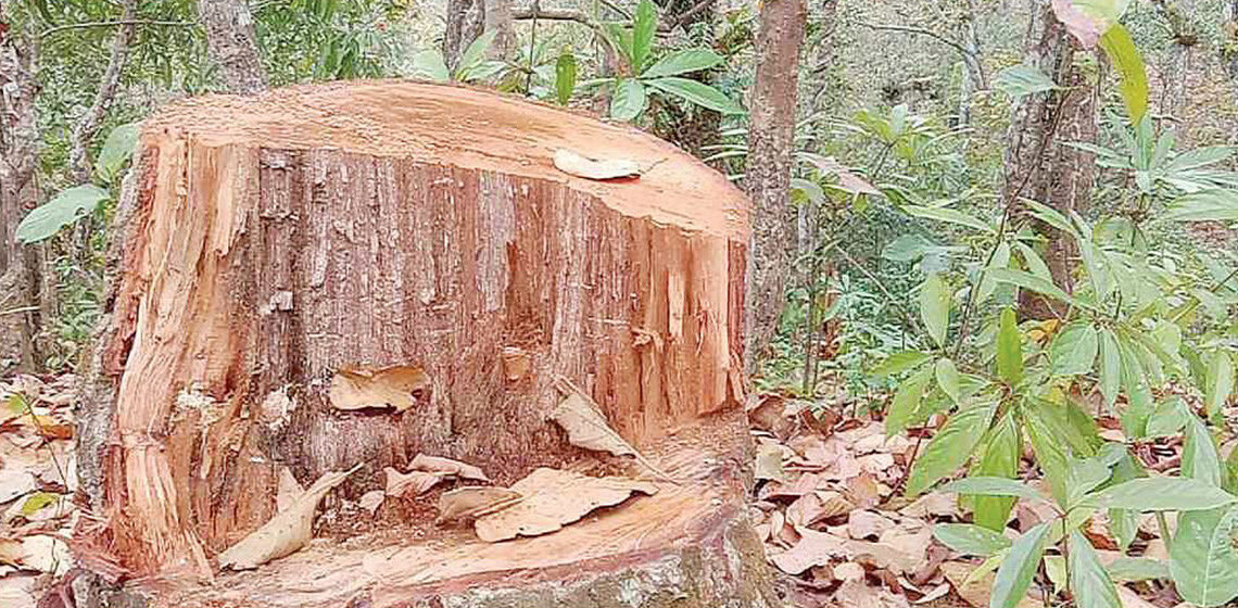 बर्दियामा १४ हजार ६ सय रुख कटान