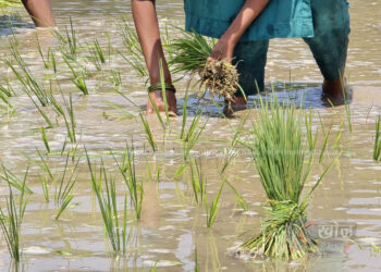 देशभर ७८.८४ प्रतिशत भूभागमा धान रोपाइँ