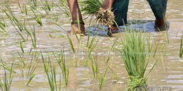 देशभर ७८.८४ प्रतिशत भूभागमा धान रोपाइँ