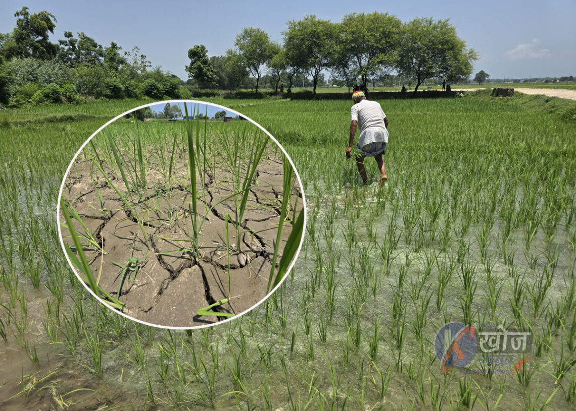 खडेरीले बाँकेका धेरै खेत अझैँ बाँझो, रोपेको धान खेतमा धाँजा