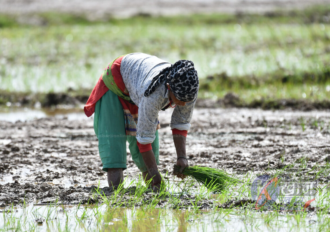 बाँकेमा २७ प्रतिशत खेत बाँँझै, रोपाइँ सुस्त
