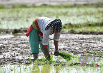 बाँकेमा २७ प्रतिशत खेत बाँँझै, रोपाइँ सुस्त