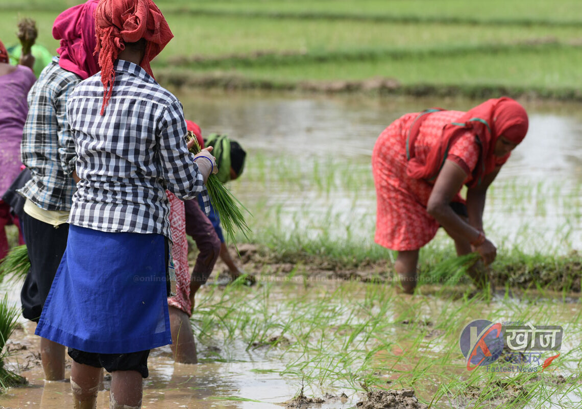 बाँकेमा सिक्टा सिँचाइ आयोजनामार्फत ९० प्रतिशत बढी रोपाइँ