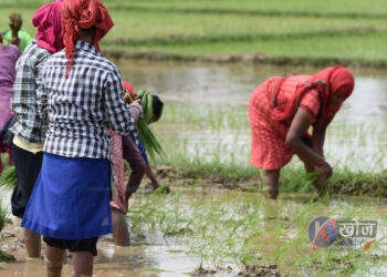 बाँकेमा सिक्टा सिँचाइ आयोजनामार्फत ९० प्रतिशत बढी रोपाइँ