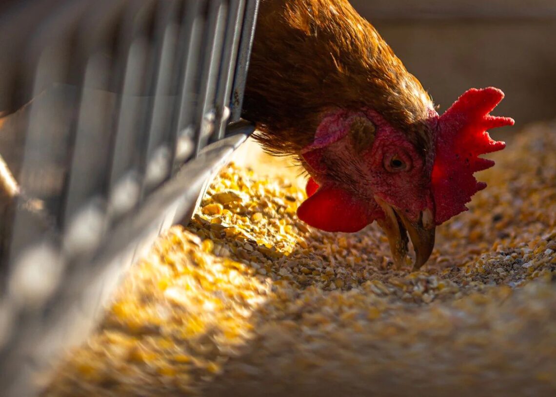 लोकल प्रजातिका कुखुरा उत्पादन गर्दै खजुरा विकास फार्म