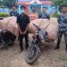 भन्सार छलीको कपडा र मोटरसाइकलसहित युवक पक्राउ