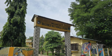 कचनापुरका स्थानीयमा बाघको त्रास