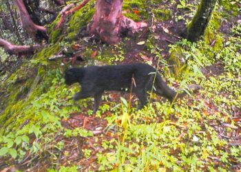 एसियाली सुनौलो बिरालो जाजरकोटमा भेटियो  
