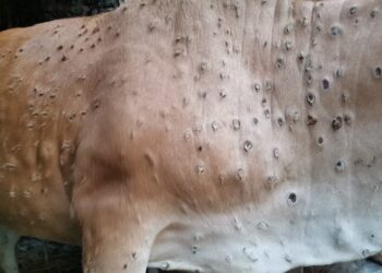 बाँकेमा पनि फैलियो पशुमा ‘लम्पी स्किन’को सङ्क्रमण