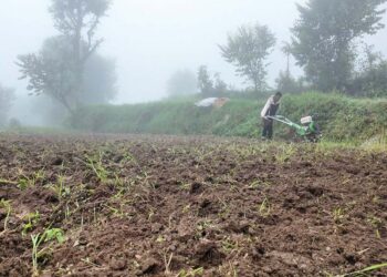 हिउँदे तरकारीबालीलाई भने राहत