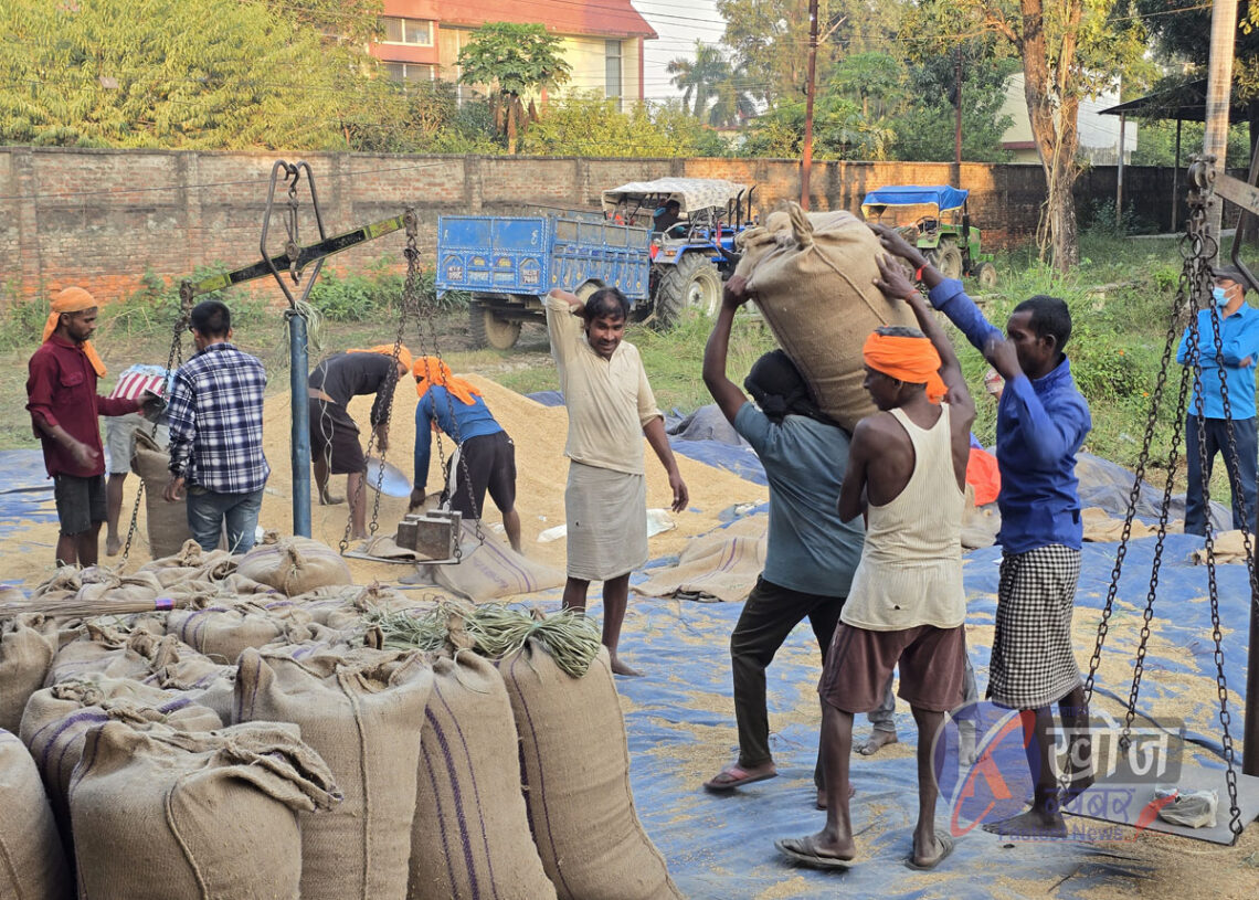 धान खरिद कोटा सीमित भएपछि बाँकेका किसान चिन्तित