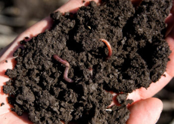 गड्यौला मल प्रति किसानको माग बढ्यो