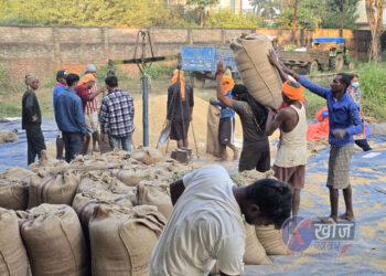 खाद्य व्यवस्थाद्वारा नेपालगञ्जमा १५ हजार क्विन्टल धान खरिद
