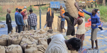 खाद्य व्यवस्थाद्वारा नेपालगञ्जमा १५ हजार क्विन्टल धान खरिद