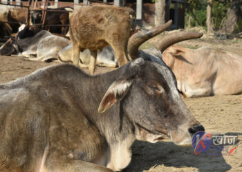 पशुपालक किसानका लागि राप्तीसोनारीको नयाँ पहल : पशु सुत्केरी भत्ता