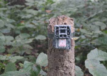 बाघ गणना जारी रहँदा क्यामेरा क्षतिग्रस्त, बर्दियामा पहिलो चरणको २२५ ग्रिड सम्पन्न