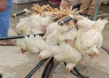 अवैध भारतीय कुखुराले बजार कब्जा गर्दा नियामक निकाय किन मौन ?